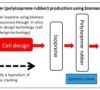 Producing synthetic rubbers from biomass is a joint research project of Zeon, Yokohama Ruber and RIKEN since 2013. (source: zeon)