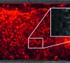 Rote schwammähnliche Struktur des Chips (in grau) wurde mit Salzkristallen erzeugt. Die roten Mikroorganismen besiedeln sie im Labor innerhalb weniger Tage.